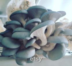 Blue Oyster Mushroom (6lb) Organic Grain Spawn from Thrive Mushrooms