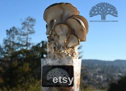 Blue Oyster Mushroom Grow Kit