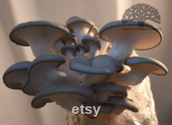 Blue Oyster Mushroom Grow Kit