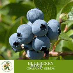 Blueberry Organic Seeds, 10 Count Blueberry Seed, Natural Blueberry Seed, For Pot and Garden, Non-GMO Heirloom, Open Pollinated