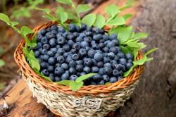 Blueberry Organic Seeds, 10 Count Blueberry Seed, Natural Blueberry Seed, For Pot and Garden, Non-GMO Heirloom, Open Pollinated
