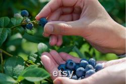 Blueberry Organic Seeds, 10 Count Blueberry Seed, Natural Blueberry Seed, For Pot and Garden, Non-GMO Heirloom, Open Pollinated