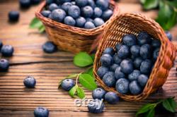 Blueberry Organic Seeds, 10 Count Blueberry Seed, Natural Blueberry Seed, For Pot and Garden, Non-GMO Heirloom, Open Pollinated