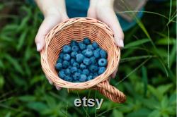 Blueberry Organic Seeds, 10 Count Blueberry Seed, Natural Blueberry Seed, For Pot and Garden, Non-GMO Heirloom, Open Pollinated