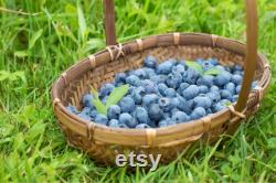 Blueberry Organic Seeds, 10 Count Blueberry Seed, Natural Blueberry Seed, For Pot and Garden, Non-GMO Heirloom, Open Pollinated