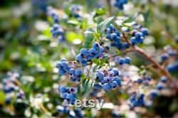 Blueberry Organic Seeds, 10 Count Blueberry Seed, Natural Blueberry Seed, For Pot and Garden, Non-GMO Heirloom, Open Pollinated