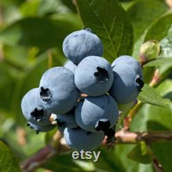 Blueberry Organic Seeds, 10 Count Blueberry Seed, Natural Blueberry Seed, For Pot and Garden, Non-GMO Heirloom, Open Pollinated
