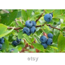 Blueberry Organic Seeds, 10 Count Blueberry Seed, Natural Blueberry Seed, For Pot and Garden, Non-GMO Heirloom, Open Pollinated
