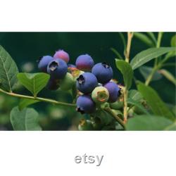 Blueberry Organic Seeds, 10 Count Blueberry Seed, Natural Blueberry Seed, For Pot and Garden, Non-GMO Heirloom, Open Pollinated