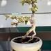 Bonsai Bougainvillea Japanese Bonsai. Tarzan Man In Jungles