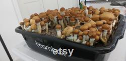 BoomBoxGrow kit Monotub mushroom fruiting chamber Comes with sterilized substrate,grain,vents,filters,temperature gauge and grow guide