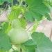 Bottle Gourd Calabash Organic Seeds,5 Count Bottle Gourd Calabash Seed,home Gardening, High Germination,for Garden And Pot,non-gmo Heirloom