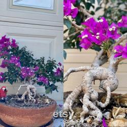 Bougainvillea Bonsai flowers. You will receive exactly same tree. Only one available.