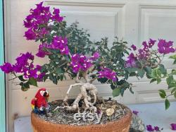 Bougainvillea Bonsai flowers. You will receive exactly same tree. Only one available.