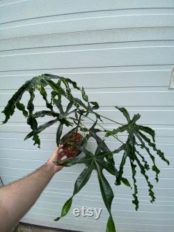 Brachychiton rupuestris bottle tree