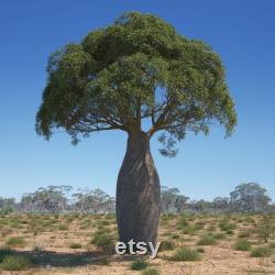 Brachychiton rupuestris bottle tree