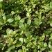 Broad Leaf Purslane , 500 Count Organic Broad Leaf Purslane Heirloom Seeds, Container Garden, Salata I In, Open Pollination, Non-gmo