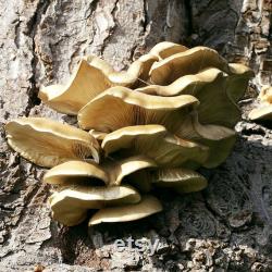 Brown Oyster Mushroom (Pleurotus ostreatus) Liquid Culture