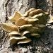 Brown Oyster Mushroom (pleurotus Ostreatus) Liquid Culture