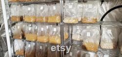 Bulk Mushroom Growing Kit Monotub Tek (Triple) 6x 3 lbs pre-sterilized white millet seeds spawn bags and 6x 6 lbs pasteurized substrate bags