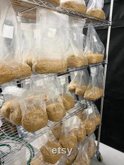 Bulk Mushroom Growing Kit Monotub Tek (Triple) 6x 3 lbs pre-sterilized white millet seeds spawn bags and 6x 6 lbs pasteurized substrate bags