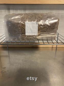 Bulk Sterilized Oat Grain Bags for Mushroom Growing