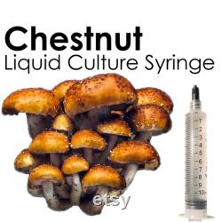 CHESTNUT Liquid Culture Mushroom Syringe Pholiota Adiposa Inoculation Mycelium Starter Culture