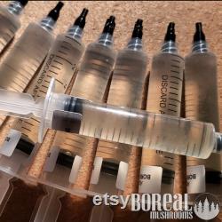 CHESTNUT Liquid Culture Mushroom Syringe Pholiota Adiposa Inoculation Mycelium Starter Culture