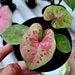 Caladium Rasbery Moon