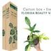 Carton Box For Plant, Free Florida Beauty Variegated