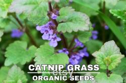 Catnip Grass Organic Seeds, 50 Count Catnip Seed, Catnip Plant Seeds for Garden and Pot, Non-GMO Heirloom, Open Pollination