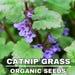Catnip Grass Organic Seeds, 50 Count Catnip Seed, Catnip Plant Seeds For Garden And Pot, Non-gmo Heirloom, Open Pollination