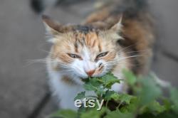 Catnip Grass Organic Seeds, 50 Count Catnip Seed, Catnip Plant Seeds for Garden and Pot, Non-GMO Heirloom, Open Pollination