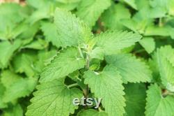 Catnip Grass Organic Seeds, 50 Count Catnip Seed, Catnip Plant Seeds for Garden and Pot, Non-GMO Heirloom, Open Pollination