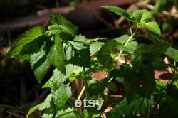 Catnip Grass Organic Seeds, 50 Count Catnip Seed, Catnip Plant Seeds for Garden and Pot, Non-GMO Heirloom, Open Pollination