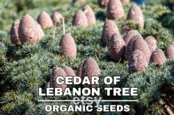 Cedar of Lebanon Organic Seeds, 10 Cedar Tree Seeds for Garden and Pots, Non-GMO, Heirloom, Open Pollinated, Perfect for Home Gardening