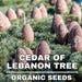 Cedar Of Lebanon Organic Seeds, 10 Cedar Tree Seeds For Garden And Pots, Non-gmo, Heirloom, Open Pollinated, Perfect For Home Gardening