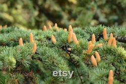 Cedar of Lebanon Organic Seeds, 10 Cedar Tree Seeds for Garden and Pots, Non-GMO, Heirloom, Open Pollinated, Perfect for Home Gardening