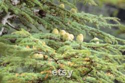 Cedar of Lebanon Organic Seeds, 10 Cedar Tree Seeds for Garden and Pots, Non-GMO, Heirloom, Open Pollinated, Perfect for Home Gardening