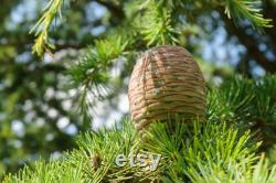 Cedar of Lebanon Organic Seeds, 10 Cedar Tree Seeds for Garden and Pots, Non-GMO, Heirloom, Open Pollinated, Perfect for Home Gardening