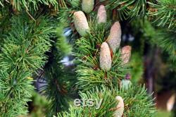 Cedar of Lebanon Organic Seeds, 10 Cedar Tree Seeds for Garden and Pots, Non-GMO, Heirloom, Open Pollinated, Perfect for Home Gardening