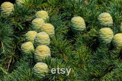 Cedar of Lebanon Organic Seeds, 10 Cedar Tree Seeds for Garden and Pots, Non-GMO, Heirloom, Open Pollinated, Perfect for Home Gardening