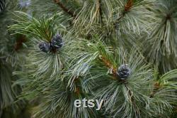 Cedar of Lebanon Organic Seeds, 10 Cedar Tree Seeds for Garden and Pots, Non-GMO, Heirloom, Open Pollinated, Perfect for Home Gardening