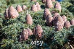 Cedar of Lebanon Organic Seeds, 10 Cedar Tree Seeds for Garden and Pots, Non-GMO, Heirloom, Open Pollinated, Perfect for Home Gardening