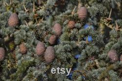 Cedar of Lebanon Organic Seeds, 10 Cedar Tree Seeds for Garden and Pots, Non-GMO, Heirloom, Open Pollinated, Perfect for Home Gardening