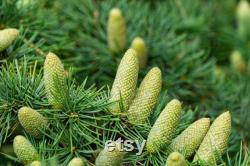 Cedar of Lebanon Organic Seeds, 10 Cedar Tree Seeds for Garden and Pots, Non-GMO, Heirloom, Open Pollinated, Perfect for Home Gardening