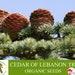 Cedar Of Lebanon Organic Seeds, 10 Count Tar Tree Seed, Cedar Of Lebanon Plant For Pot And Garden, Non-gmo Heirloom, Open Pollination