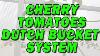 Cherry Tomatoes U0026 Hydroponic Tomatoes In Hydroponics Dutch Bucket System