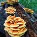 Chicken Of The Woods (laetiporus Sulphureus) Liquid Culture 10ml Syringe