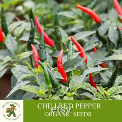 Chili Pepper Organic Seeds, 50 Count Very Hot Chili Pepper Seed, Real Seeds for Pot and Garden, Non-GMO Heirloom, Open Pollinated